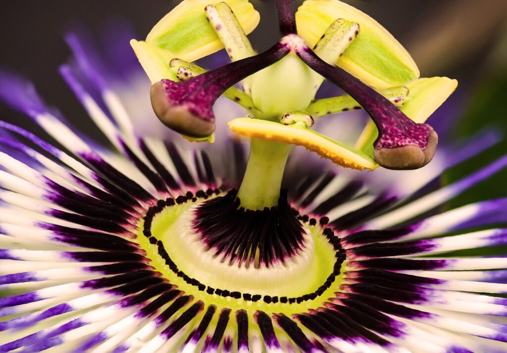 Passiflora incarnata